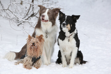 Yorkshire terrrier with two bodyguards