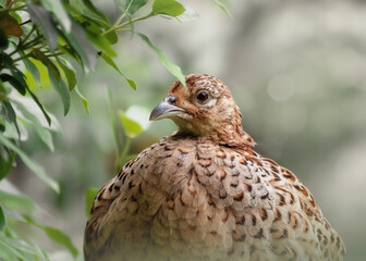 Closeup of a female common pheasant in a park