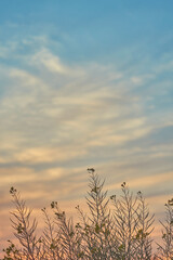 夕焼けと菜の花