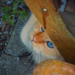Blue-eyed cat peeking out from under an old wooden stool 