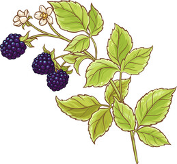 Blackberry Branch with Flowers and Berries  Colored Detailed Illustration