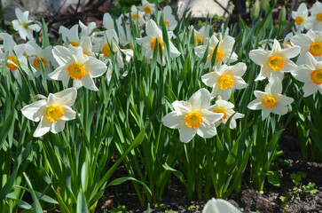 White daffodils bloom in warm spring