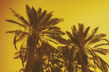 Palm leaves against the yellow sunset sky. Natural background - 761293256