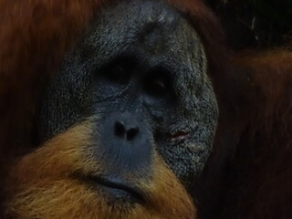 Closeup photo of Sumatran Orangutang male