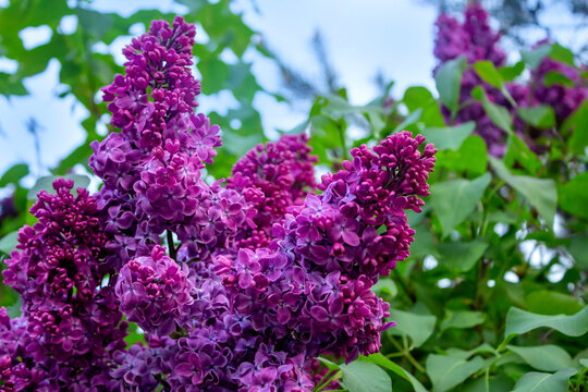 Purple lilac flowers blossom. Charming lush deep purple color lilac bunch blooming. Spring garden bloom. Green foliage background. Beautiful floral wallpaper.