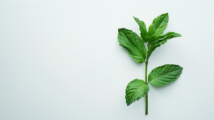 Mint leaves isolated white background bright green vision create a comfortable atmosphere for the view