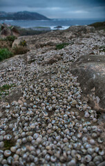 Snail shells scattered on the ocean shore - 761295899