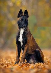 portrait of a Malinois dog