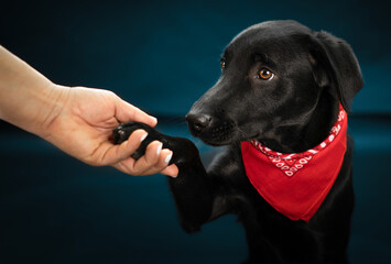 Black Labrador hand to hand