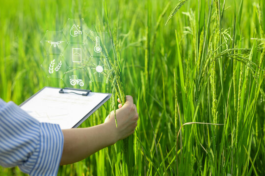 A person is holding a clipboard with a picture of a field of rice on it, Using smart farm technology to analyze agricultural products to save time. Reduce work steps and precise work.