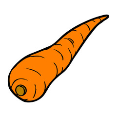 carrot vector illustration