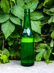 Beer Bottle outdoor closeup - 761298280