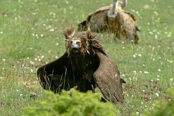Vautour moine,.Aegypius monachus, Cinereous Vulture, Vautour fauve,.Gyps fulvus, Griffon Vulture, Parc naturel régional des grands causses 48, Lozere, France