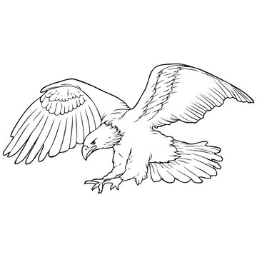 eagle line vector illustration