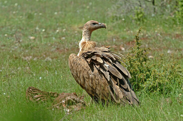 Vautour fauve,.Gyps fulvus, Griffon Vulture, Parc naturel régional des grands causses 48, Lozere, France