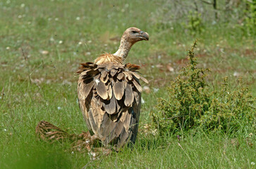 Vautour fauve,.Gyps fulvus, Griffon Vulture, Parc naturel régional des grands causses 48, Lozere, France