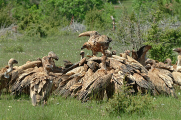 Fototapeta premium Vautour fauve,.Gyps fulvus, Griffon Vulture, Parc naturel régional des grands causses 48, Lozere, France