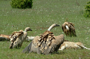 Vautour fauve,.Gyps fulvus, Griffon Vulture, Parc naturel régional des grands causses 48, Lozere, France