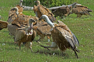 Obraz premium Vautour fauve,.Gyps fulvus, Griffon Vulture, Parc naturel régional des grands causses 48, Lozere, France