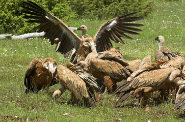 Vautour fauve,.Gyps fulvus, Griffon Vulture, Parc naturel régional des grands causses 48, Lozere, France