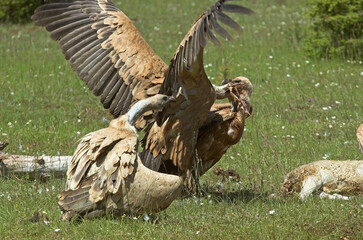 Vautour fauve,.Gyps fulvus, Griffon Vulture, Parc naturel régional des grands causses 48, Lozere, France