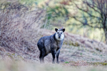 ニホンカモシカ