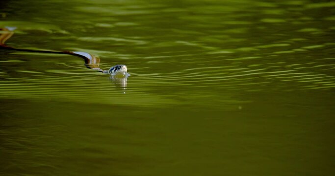 The grass snake is gliding on the water's surface