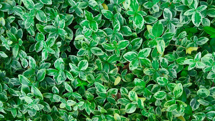 Obraz premium Spring background of periwinkle flower leaves small green with white alba variegata.