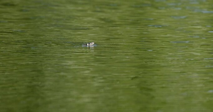 The grass snake is gliding on the water's surface