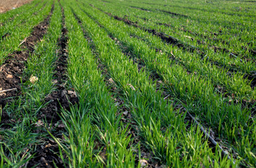Young wheat seedlings growing in a field.