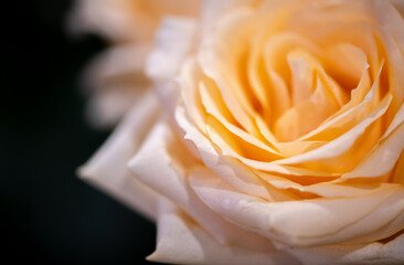 orange rose on a dark background