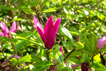 Large magnolia flower vibrant pink bloom and green leaves. Spring blossom magnolia tree flower closeup. Bright pink magnolia bud on lush foliage greenery background. Spring April nature vibes.