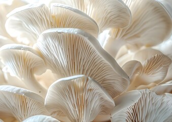 mushrooms on white background - obrazy, fototapety, plakaty