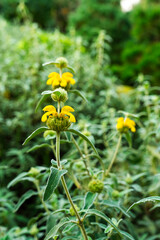 Yellow flower in the Lafcadio Hearn Japanese Gardens, a stunning gardens that reflects the life of the Irish-Greek writer, in seaside town of Tramore, County Waterford, Ireland