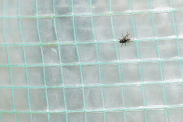 la mouche posée sur une bâche en plastique
