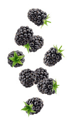Falling blackberry isolated on white background, full depth of field