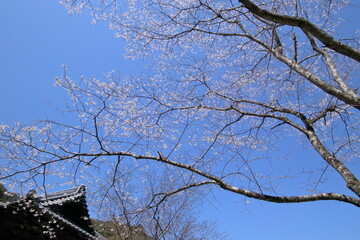 淡墨桜を見上げる　春　（高知県　佐川町　牧野公園