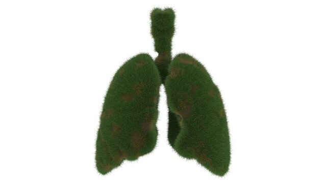grass lungs, green respiratory system Video animation. High quality 4k footage