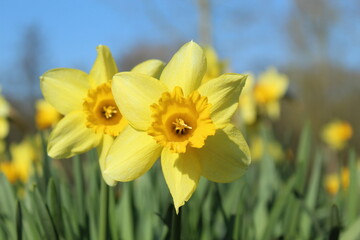 Close-up of daffodils in spring
