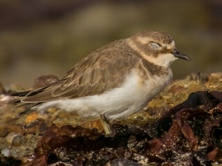 Double-banded Plover in NSW Australia