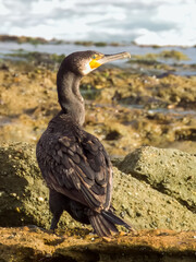 Great Cormorant in NSW Australia