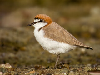 Red-capped Plover in NSW Australia