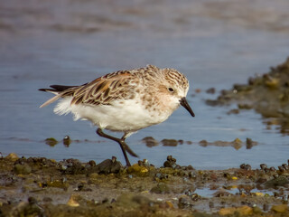 Red-necked Stint in NSW Australia