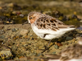 Red-necked Stint in NSW Australia