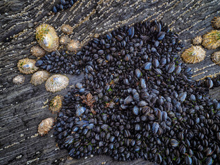 Barnacles, Blue mussel and Patella depressa