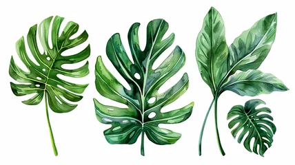 Poster de jardin Monstera collection of watercolor of exotic plants and palm leaves.