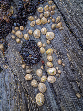 Barnacles, Blue mussel and Patella depressa on a Rock