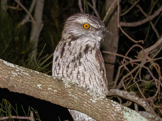 Tawny Frogmouth in NSW Australia