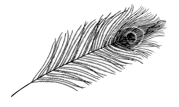 Peacock Feather Vector. Black line art drawing of peafowl bird quill. Outline illustration of plume. Hand drawn vintage clipart. Linear sketch for tattoo or prints. Graphic element for design