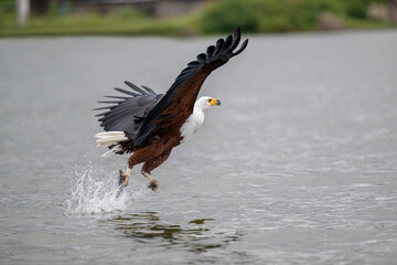 African Fish-Eagle, haliaeetus vocifer, Adult in flight, Chobe River, Okavango Delta in Botswana